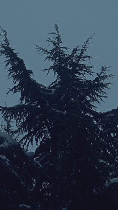 slow motion of tree tops blowing in the wind, with its branches covered in snow.